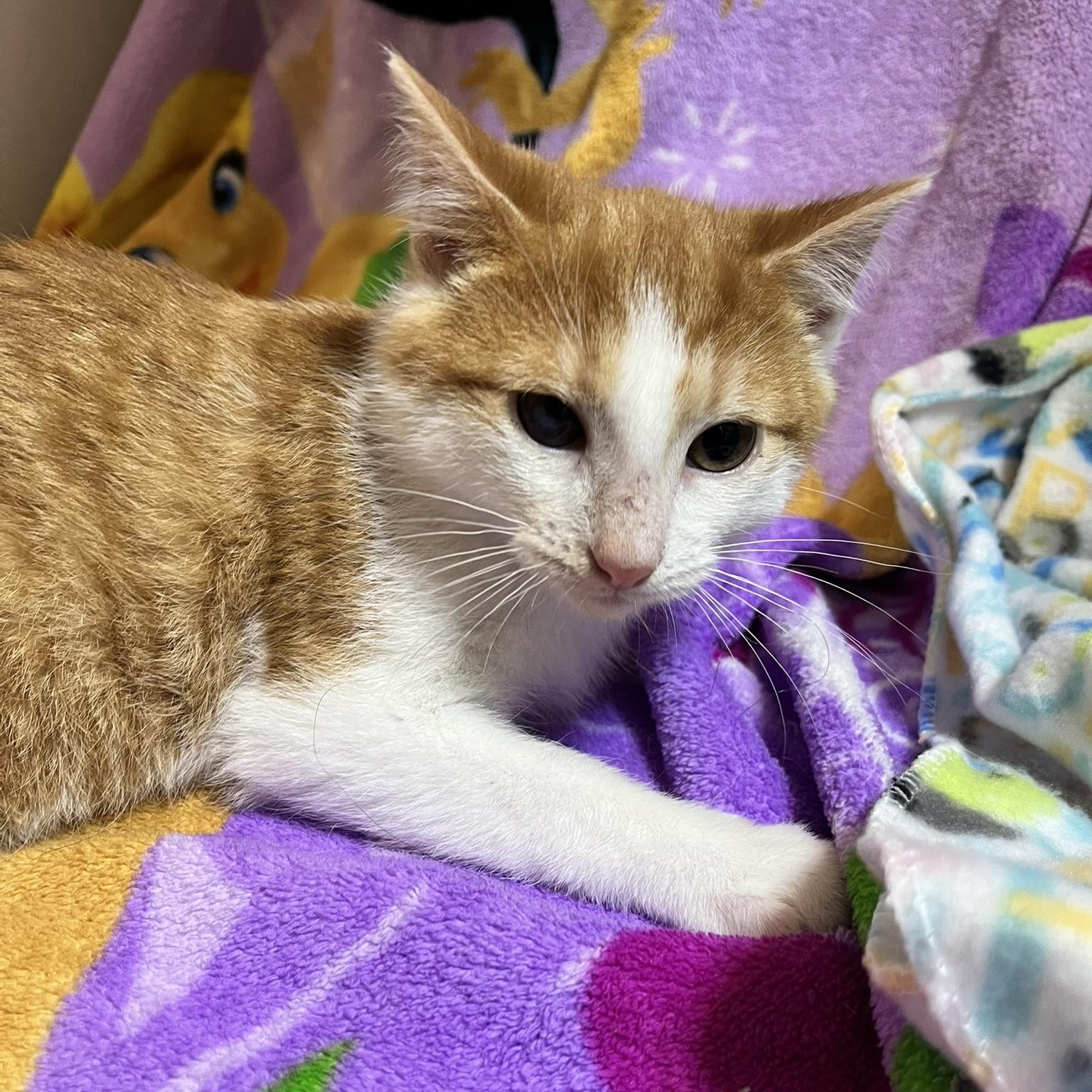 Enlarge Austin, a Adoptable Domestic Short Hair in Delta, OH image 1/4