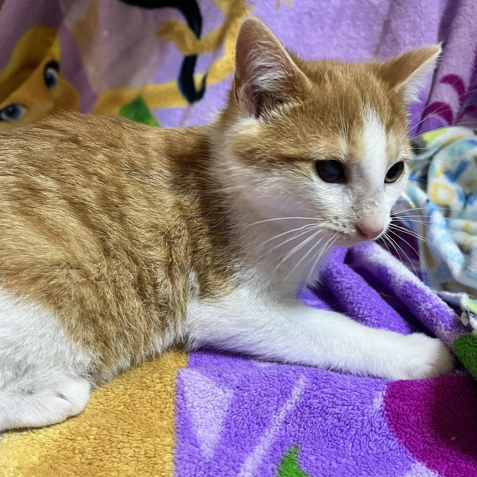 Enlarge Austin, a Adoptable Domestic Short Hair in Delta, OH image 3/4