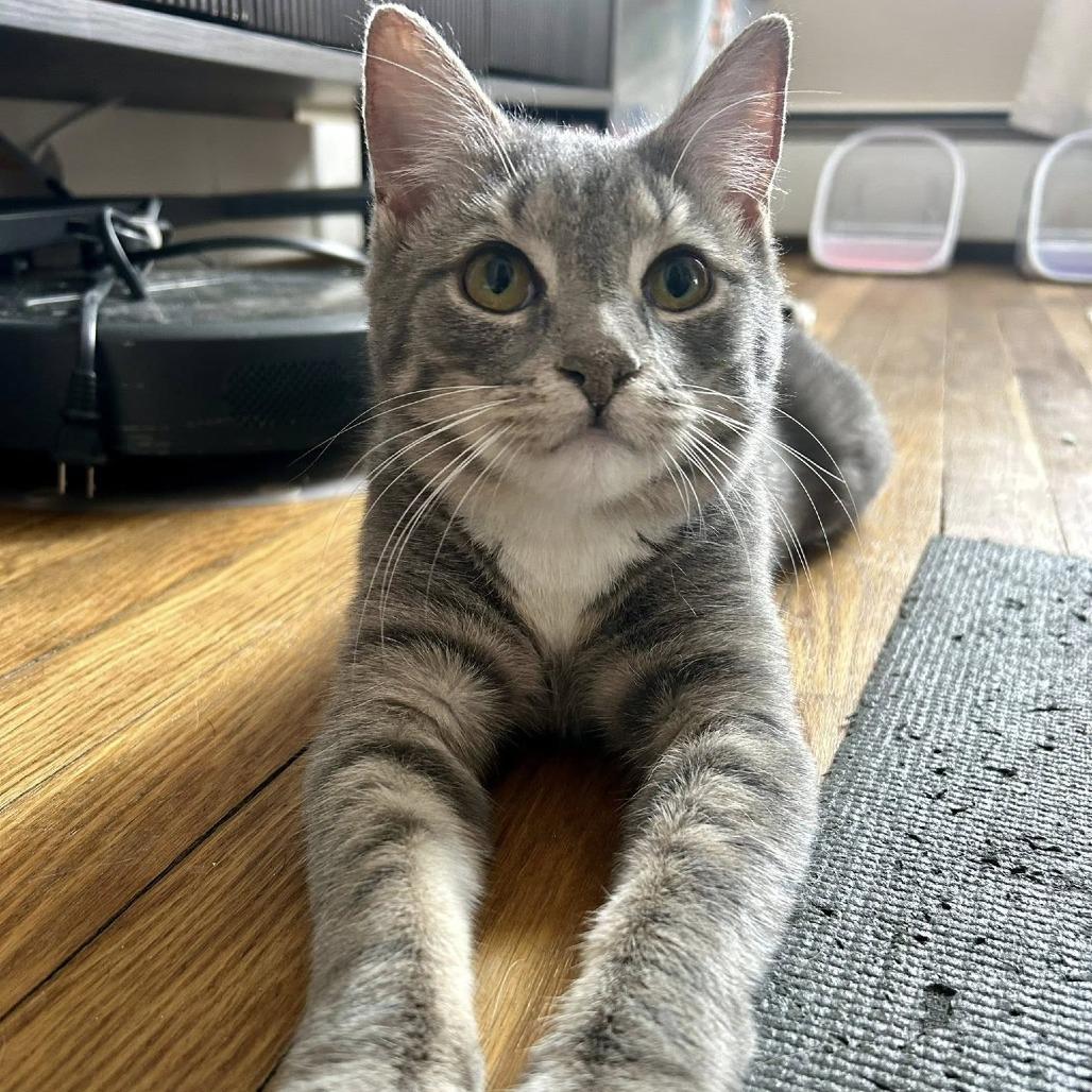 Enlarge Curlycue Sue, a Adoptable Domestic Short Hair in Harrisonburg, VA image 1/5