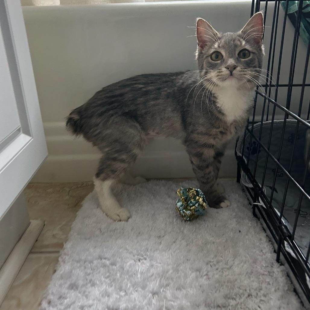 Enlarge Curlycue Sue, a Adoptable Domestic Short Hair in Harrisonburg, VA image 3/5