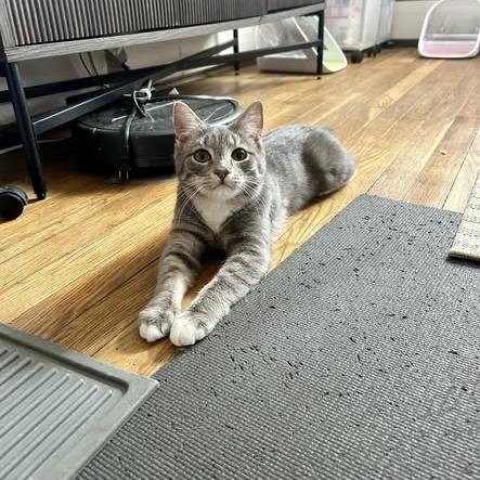 Enlarge Curlycue Sue, a Adoptable Domestic Short Hair in Harrisonburg, VA image 5/5