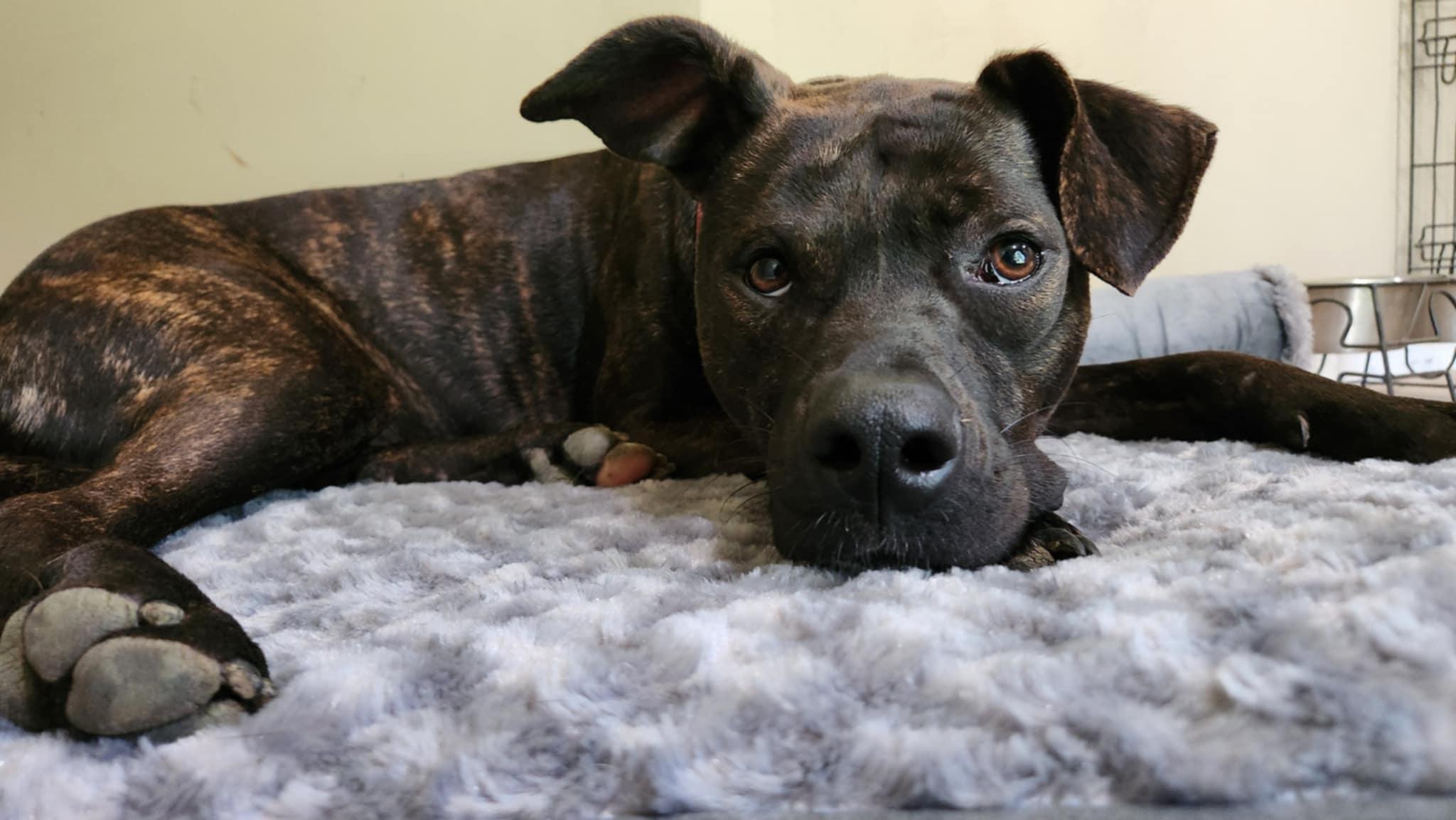 Enlarge Summer, a Adoptable mixed breed in Jefferson City, MO image 1/6