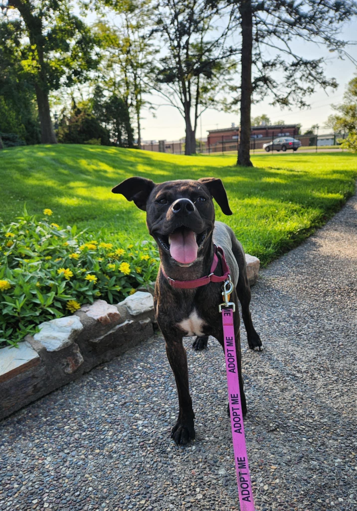 Enlarge Summer, a Adoptable mixed breed in Jefferson City, MO image 3/6