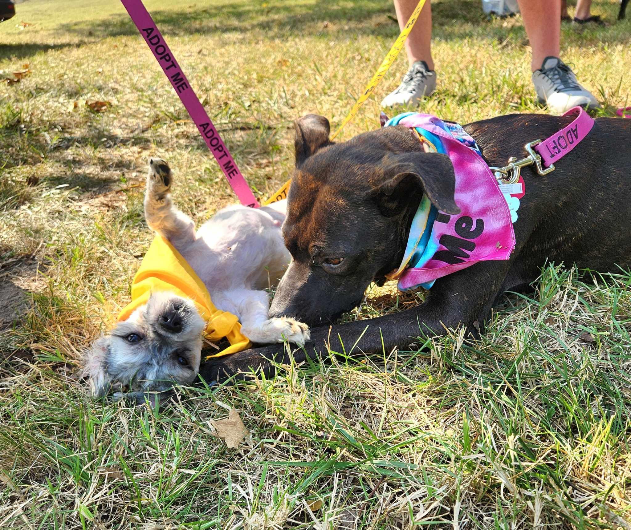 Enlarge Summer, a Adoptable mixed breed in Jefferson City, MO image 5/6