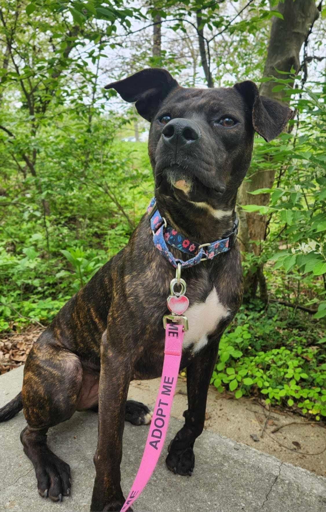 Enlarge Summer, a Adoptable mixed breed in Jefferson City, MO image 2/6