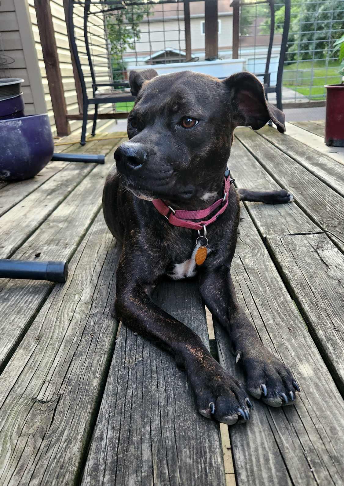 Enlarge Summer, a Adoptable mixed breed in Jefferson City, MO image 4/6