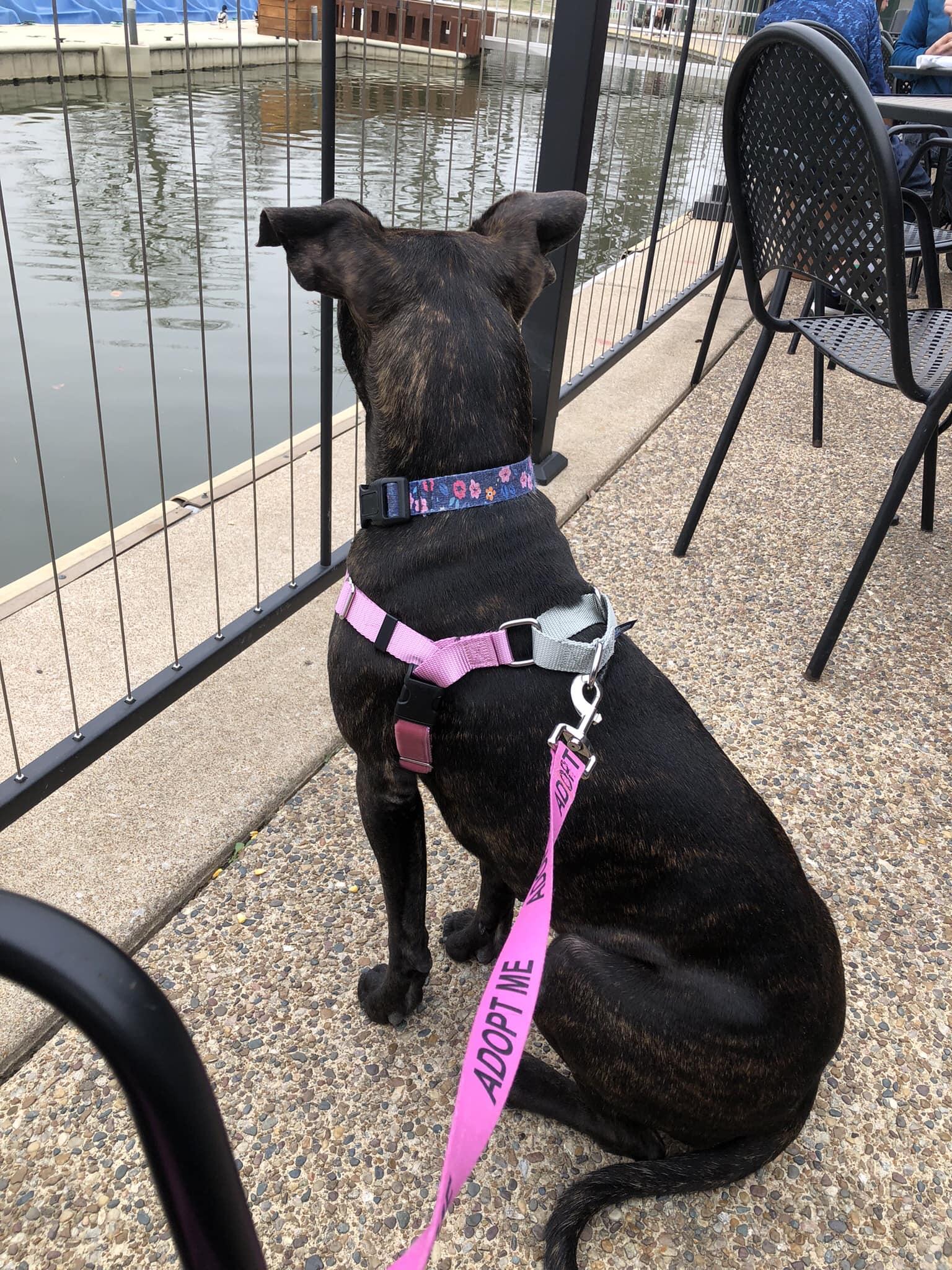 Enlarge Summer, a Adoptable mixed breed in Jefferson City, MO image 6/6