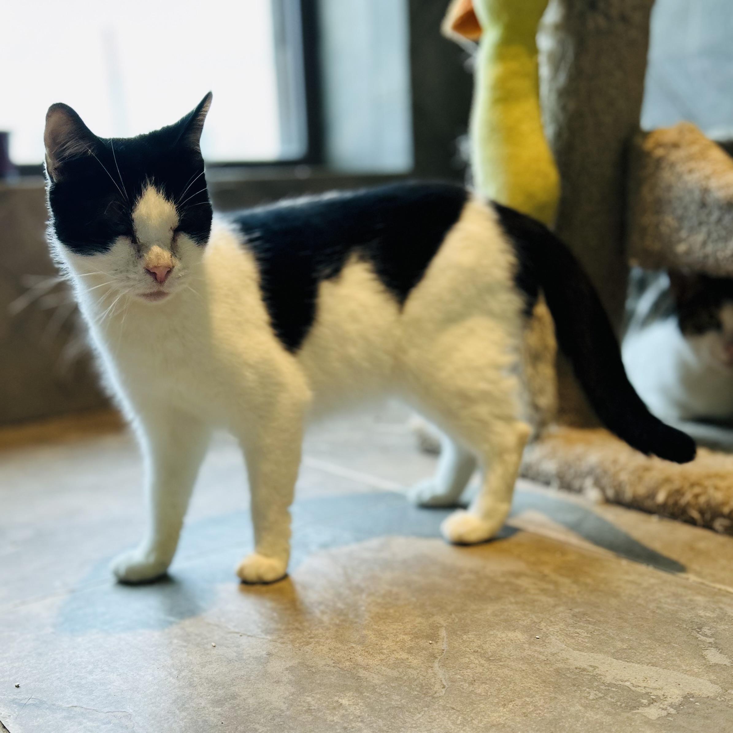 Tipper, a ADOPTABLE American Shorthair in Seguin, TX image 3/6