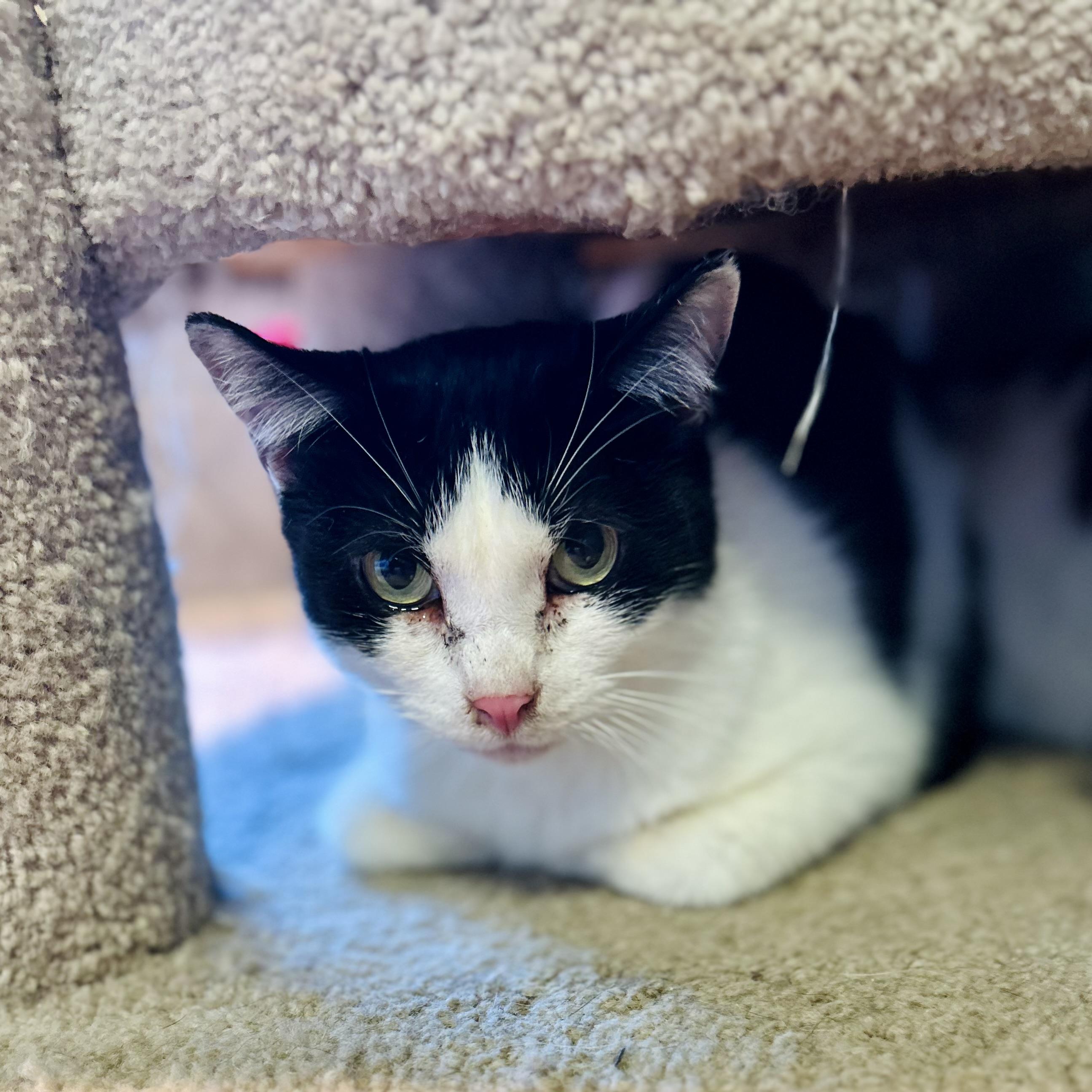 Tipper, ADOPTABLE, Young Female American Shorthair.
