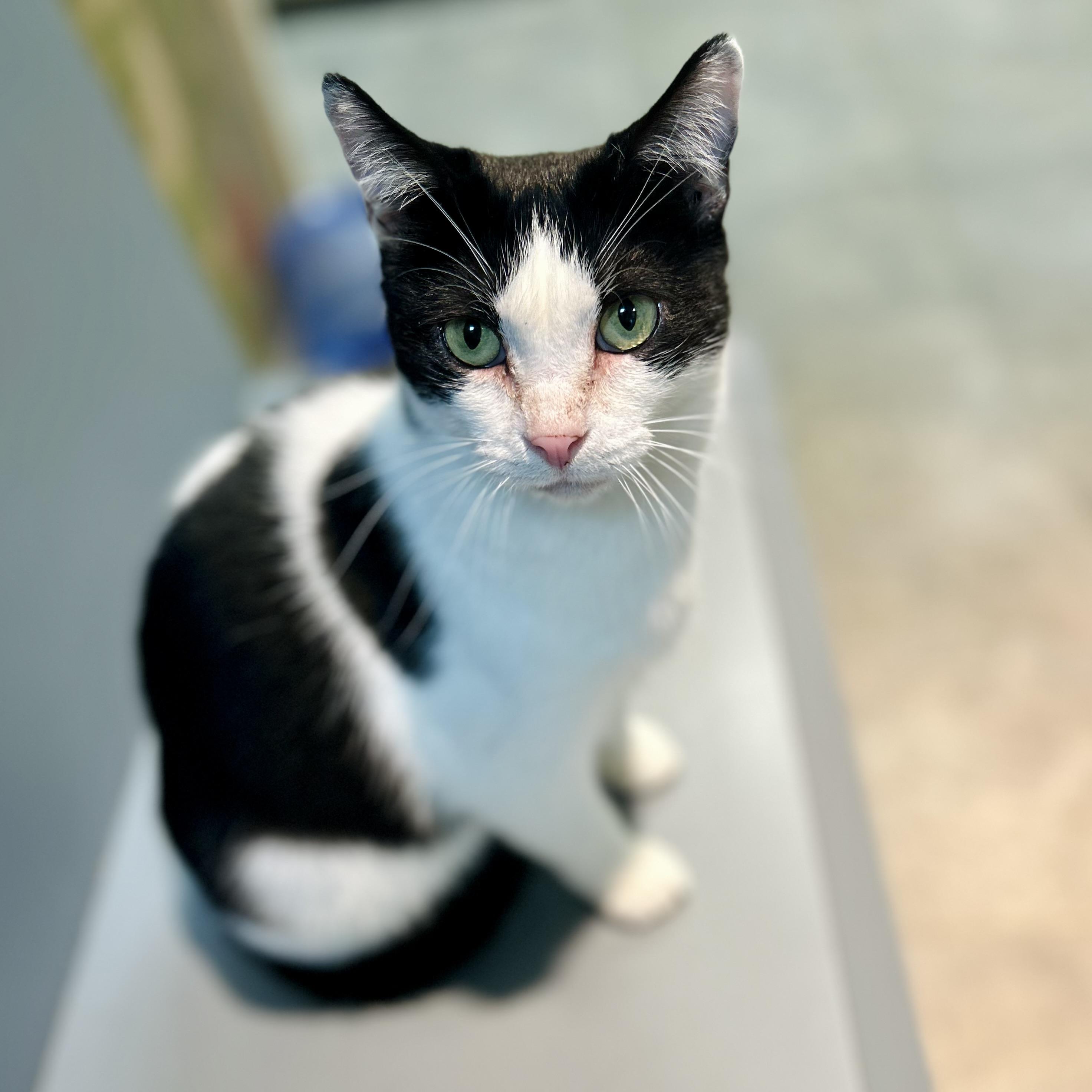 Enlarge Tipper, a ADOPTABLE American Shorthair in Seguin, TX image 1/6