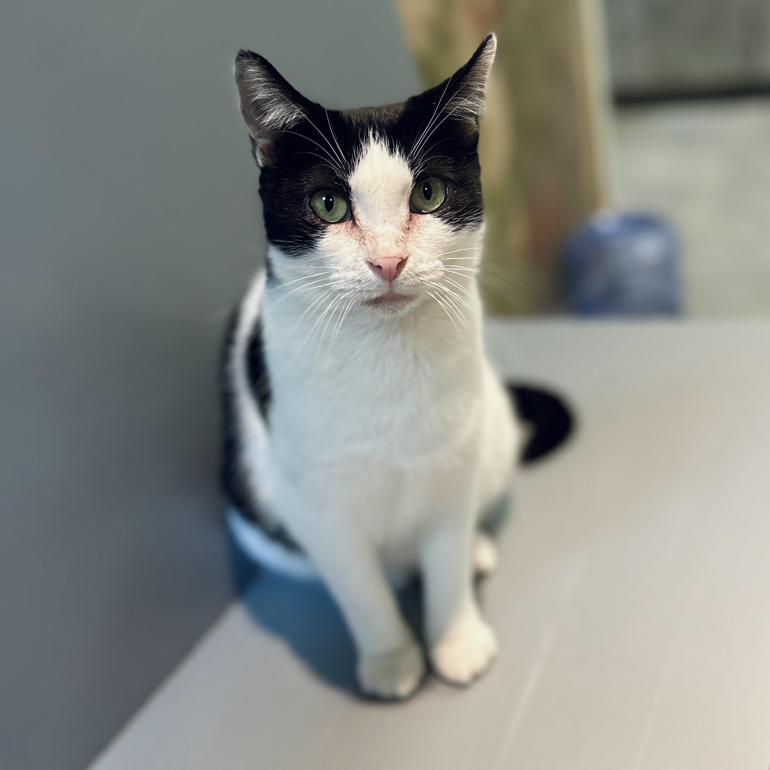 Enlarge Tipper, a ADOPTABLE American Shorthair in Seguin, TX image 2/6