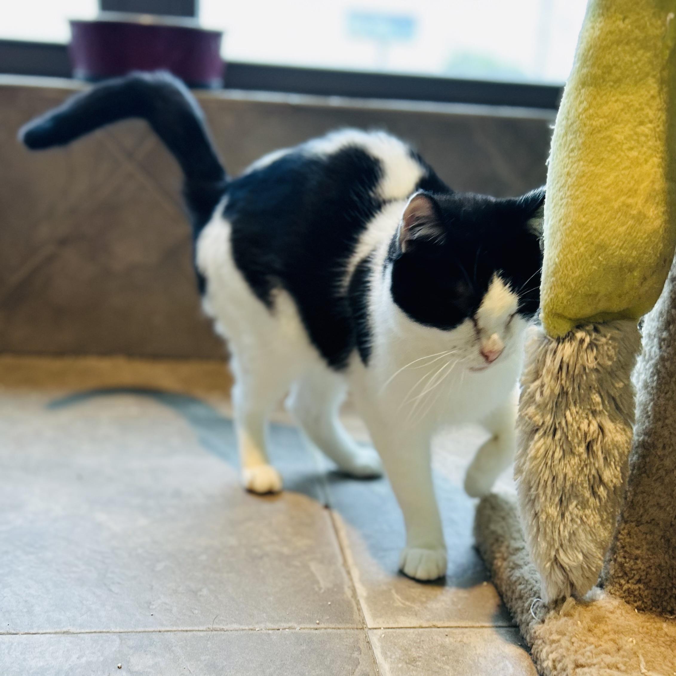 Tipper, a ADOPTABLE American Shorthair in Seguin, TX image 4/6