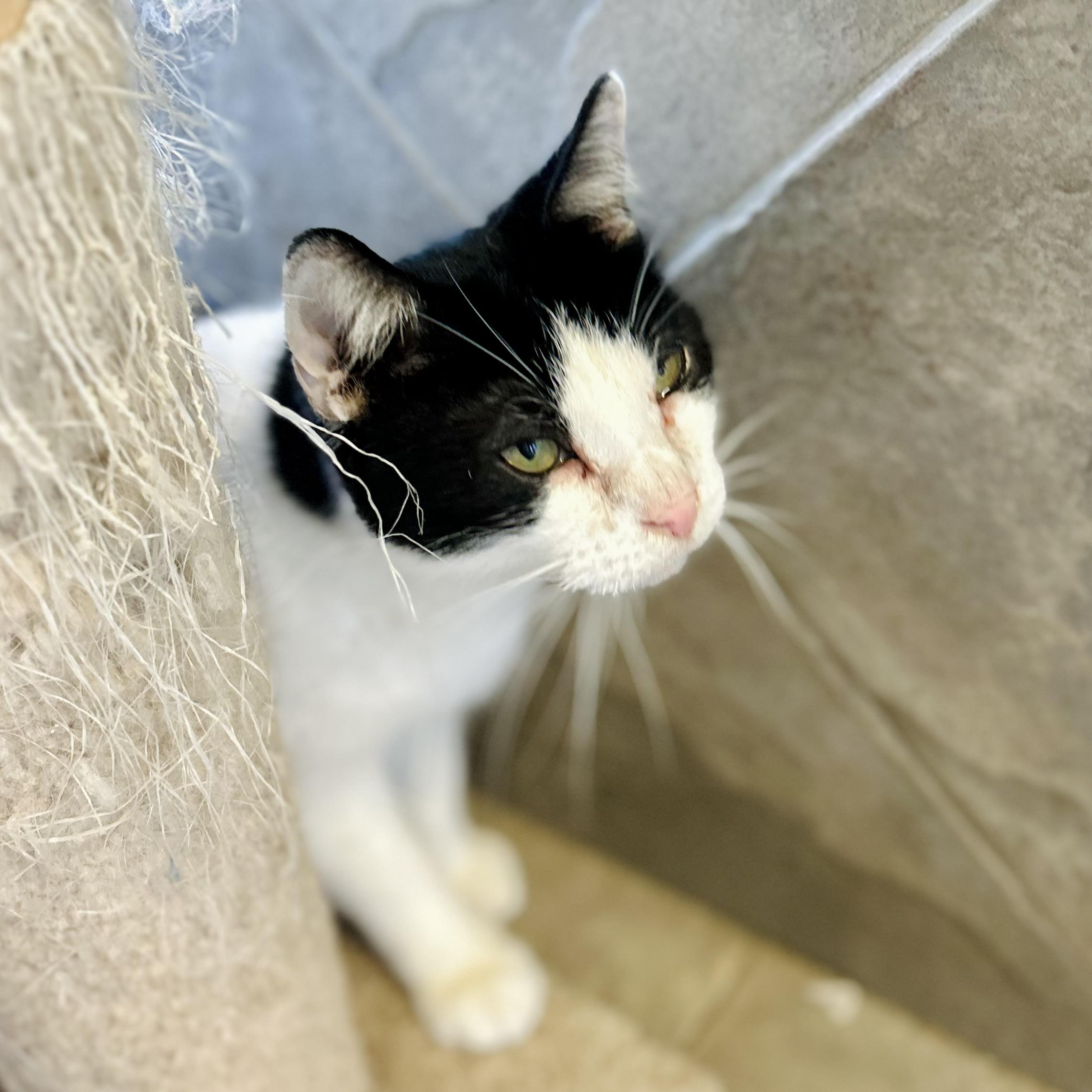 Tipper, a ADOPTABLE American Shorthair in Seguin, TX image 6/6