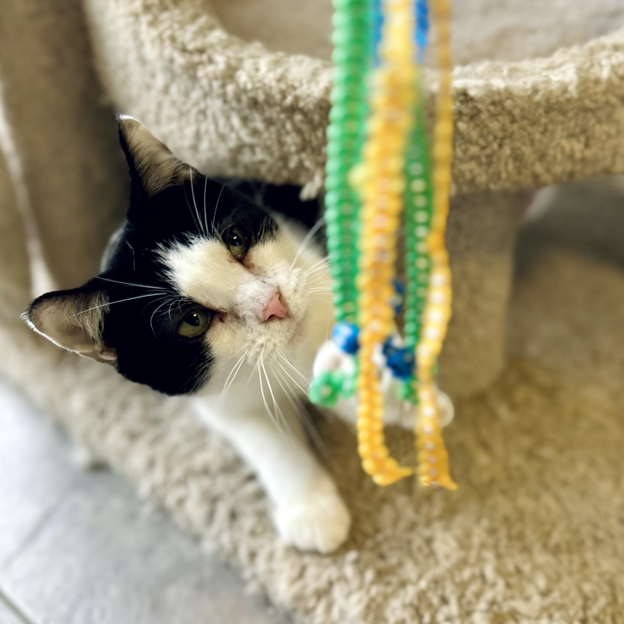 Tipper, a ADOPTABLE American Shorthair in Seguin, TX image 2/6