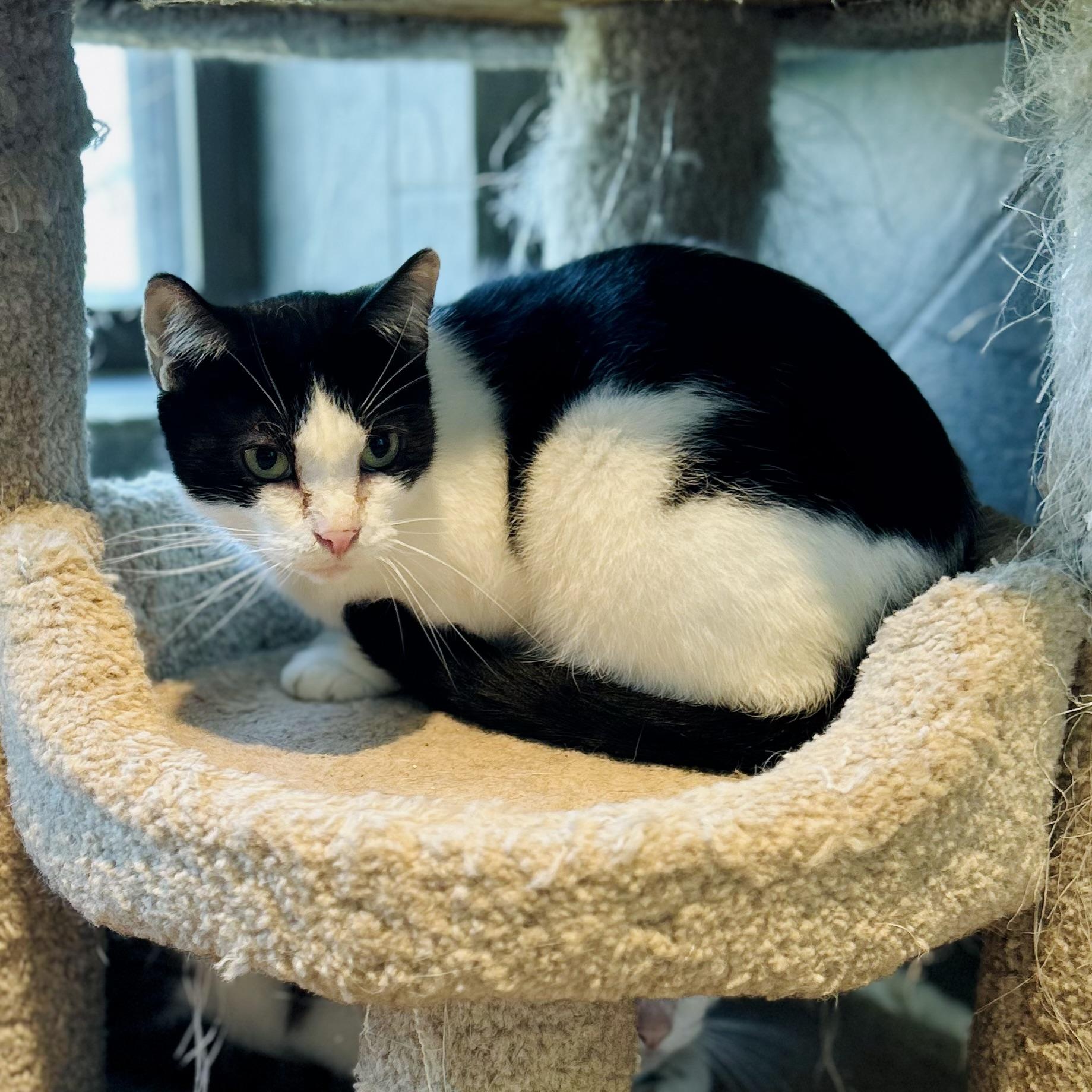 Tipper, a ADOPTABLE American Shorthair in Seguin, TX image 5/6