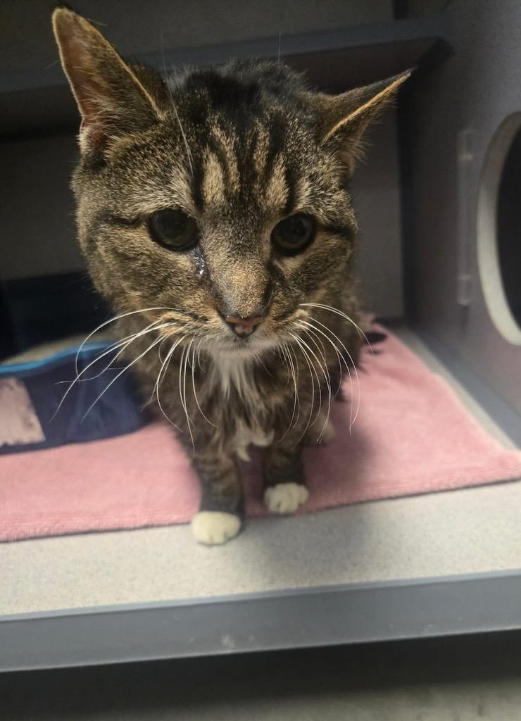 Sarah Sue, Adoptable, Senior Female Domestic Short Hair.