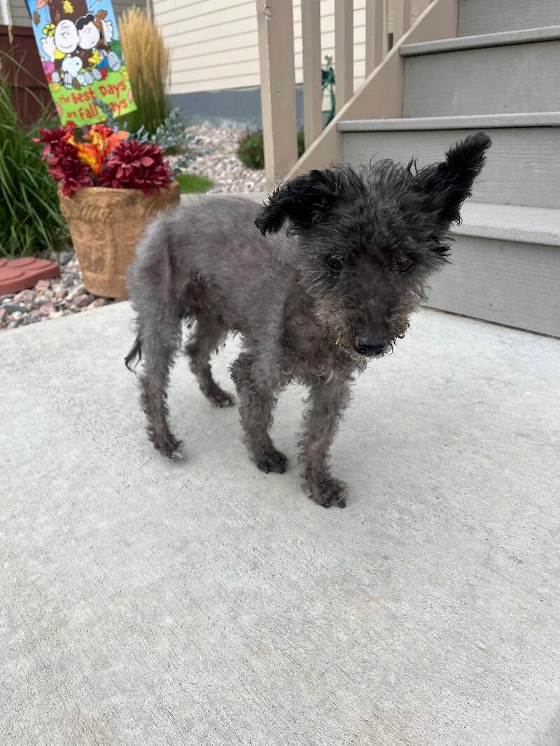 Shaun, Adoptable, Senior Male Lhasa Apso.