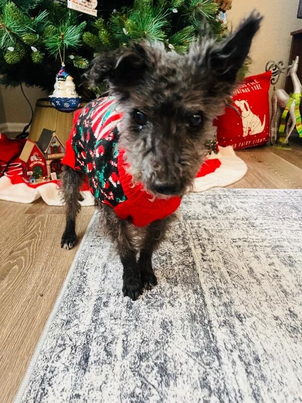 Enlarge Shaun, a Adoptable Lhasa Apso in Windsor, CO image 2/4