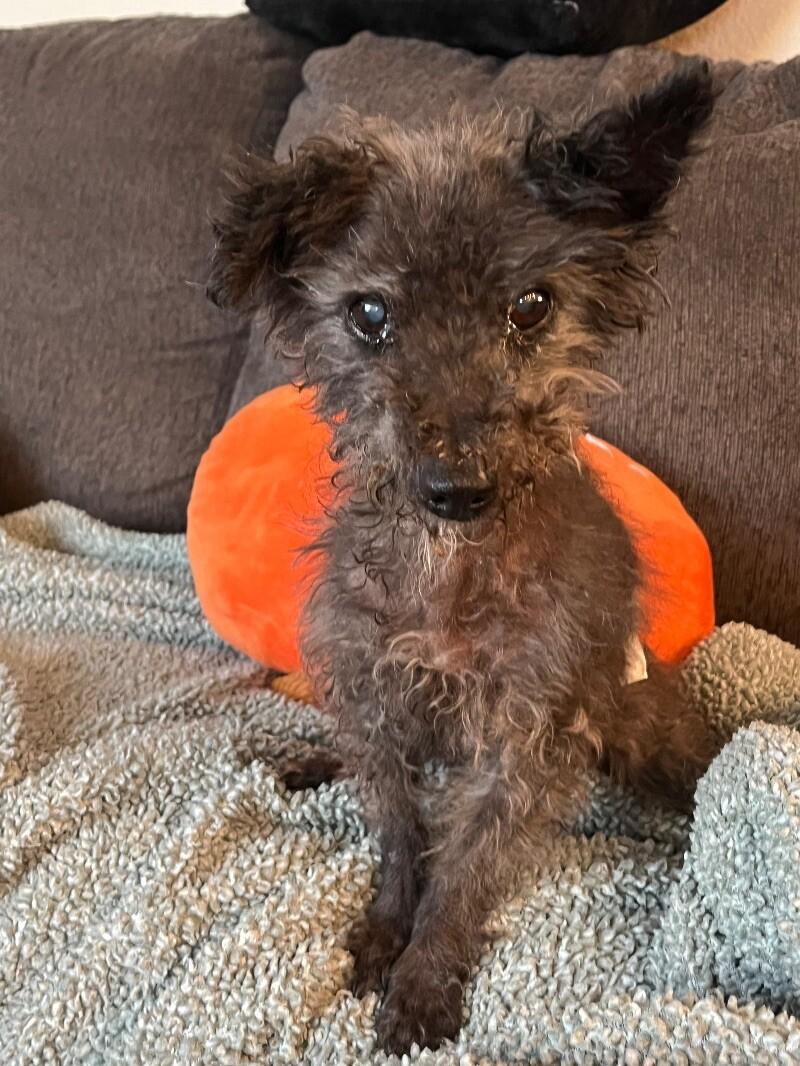 Enlarge Shaun, a Adoptable Lhasa Apso in Windsor, CO image 3/4
