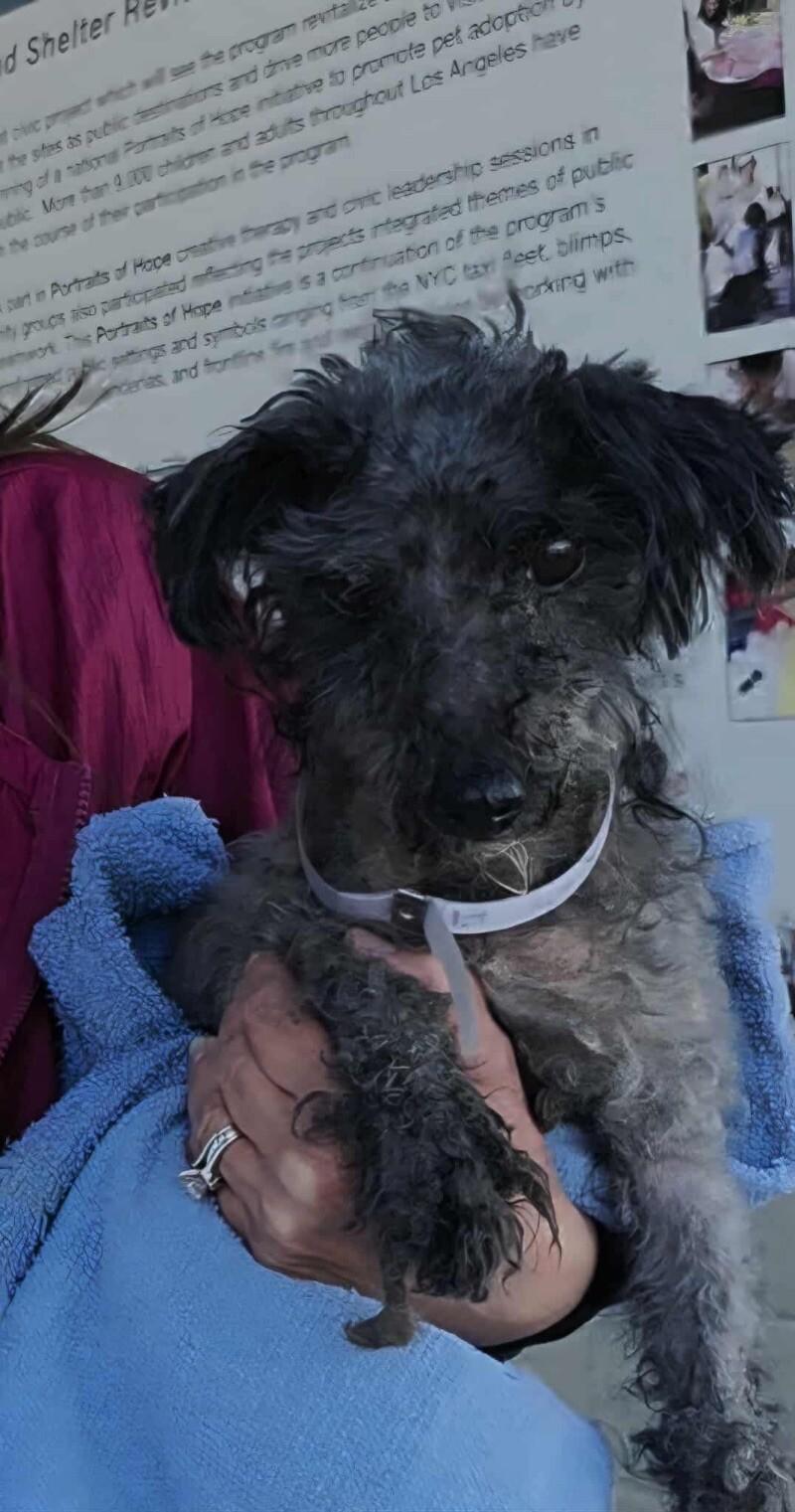 Enlarge Shaun, a Adoptable Lhasa Apso in Windsor, CO image 4/4