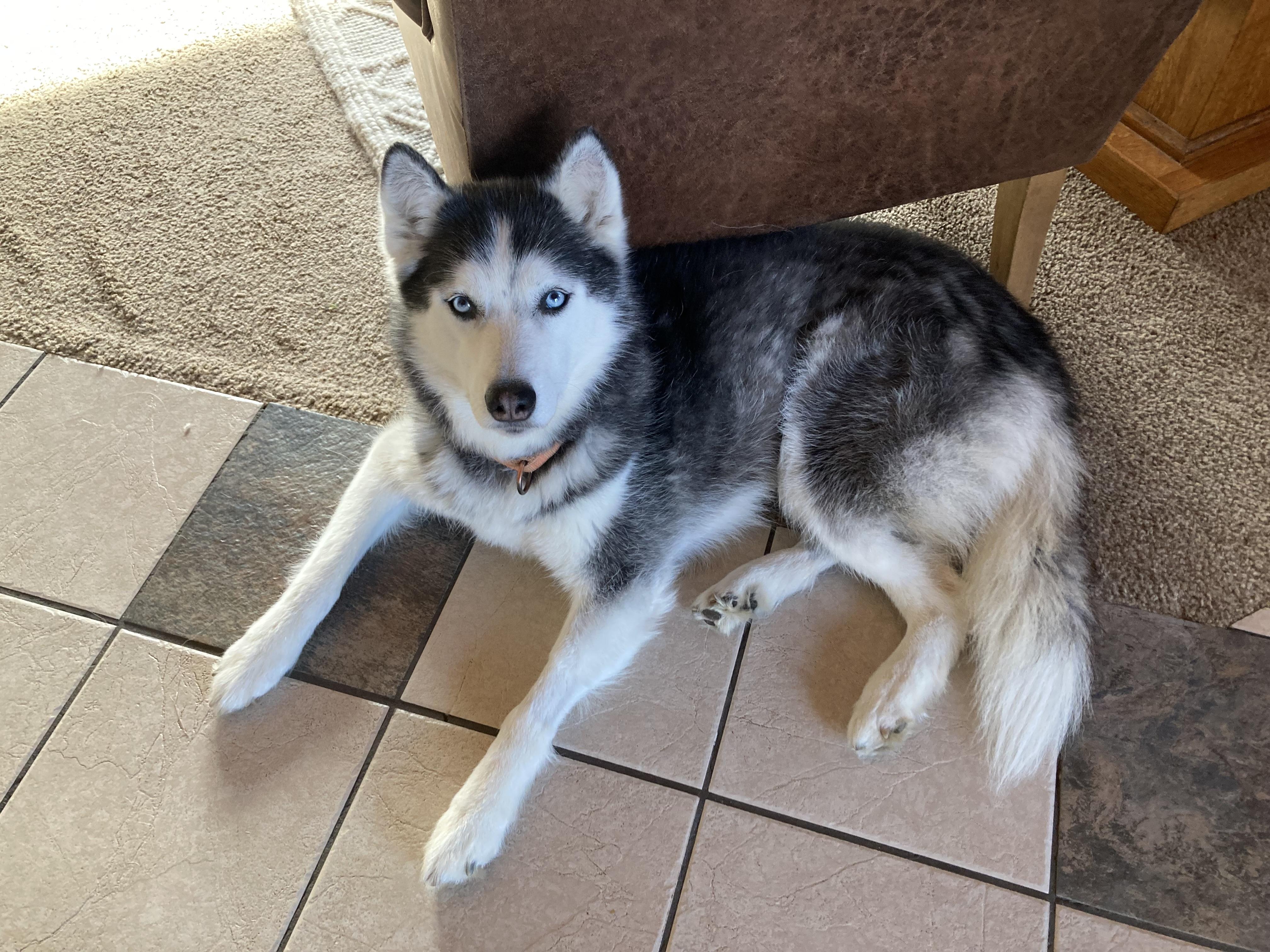 Enlarge Esme, a ADOPTABLE Siberian Husky in La Motte, IA image 1/3
