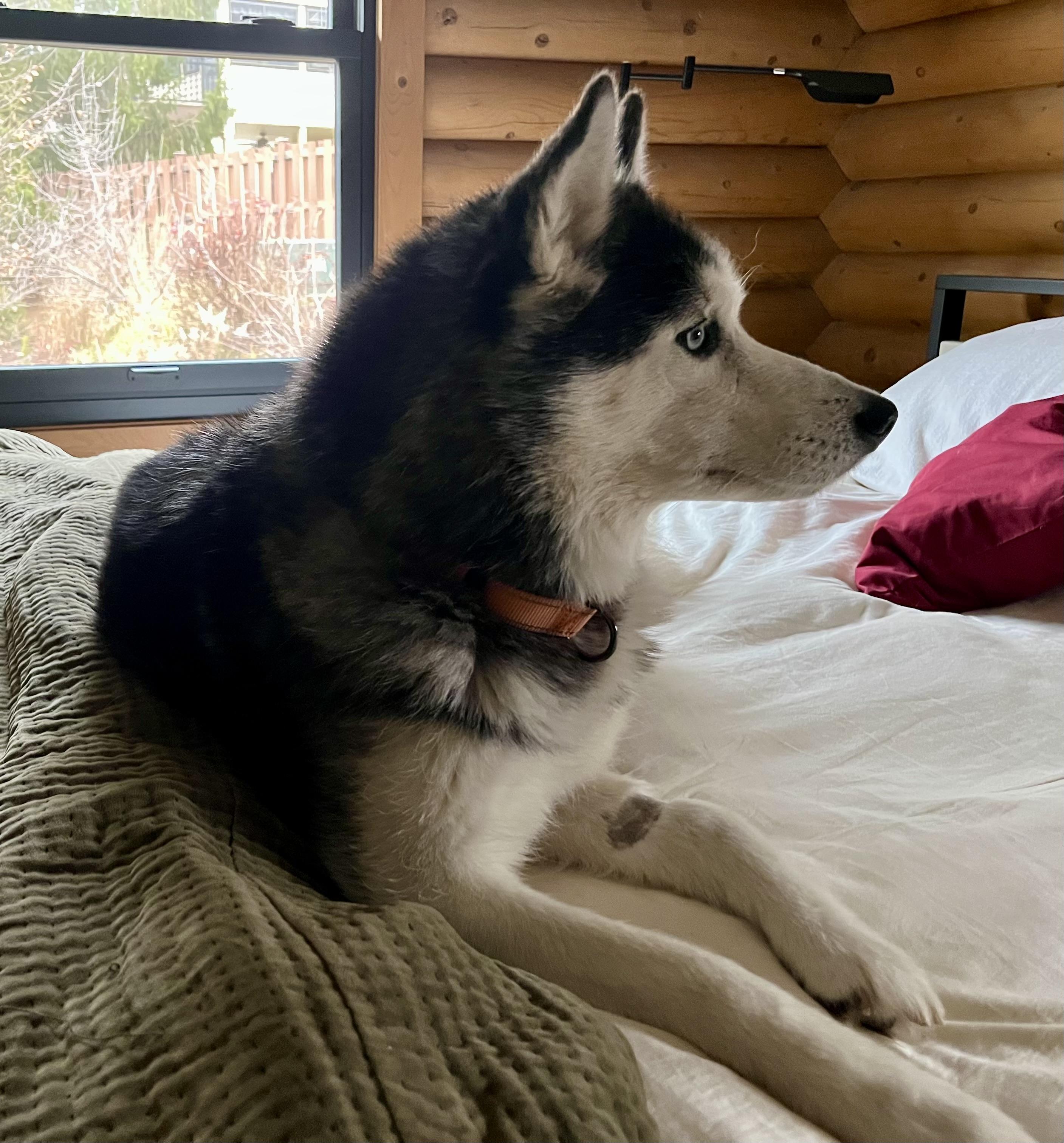 Enlarge Esme, a ADOPTABLE Siberian Husky in La Motte, IA image 3/3