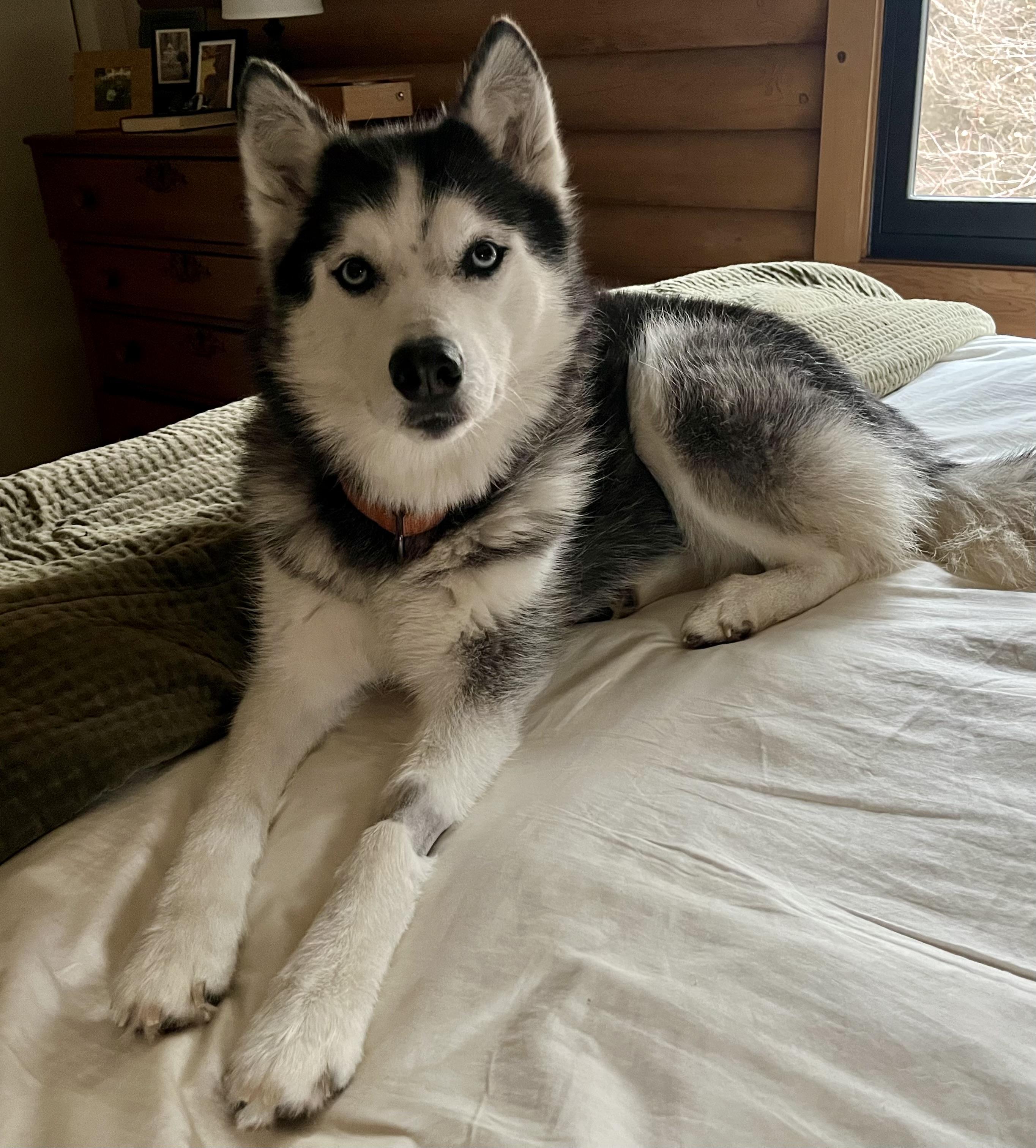 Enlarge Esme, a ADOPTABLE Siberian Husky in La Motte, IA image 2/3