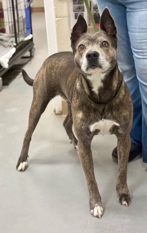 Enlarge roxy, a Adoptable mixed breed in Burgaw, NC image 1/4