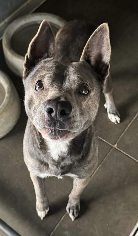 Enlarge roxy, a Adoptable mixed breed in Burgaw, NC image 2/4