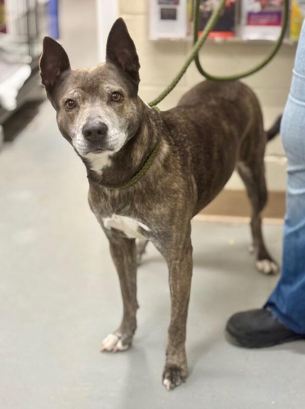 Enlarge roxy, a Adoptable mixed breed in Burgaw, NC image 4/4