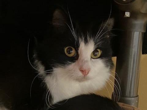 THE CEO, Adoptable, Young Female Domestic Long Hair.