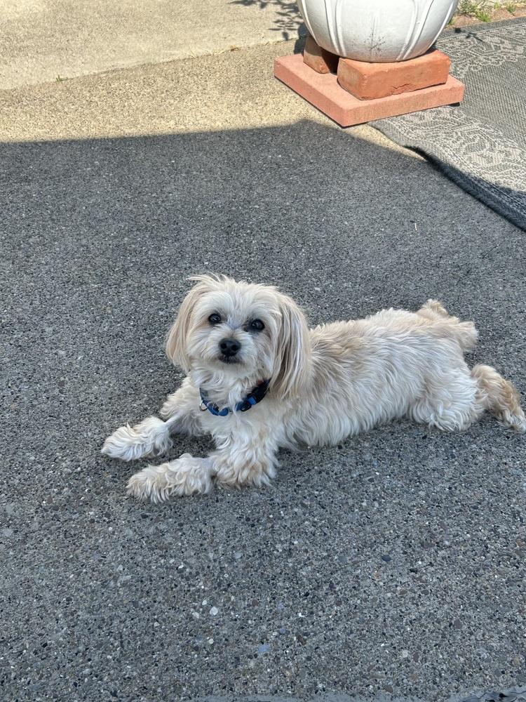 Chuck, Adoptable, Senior Male Poodle & Mixed Breed.