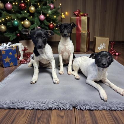 Octavia, Adoptable, Puppy Female Rat Terrier.