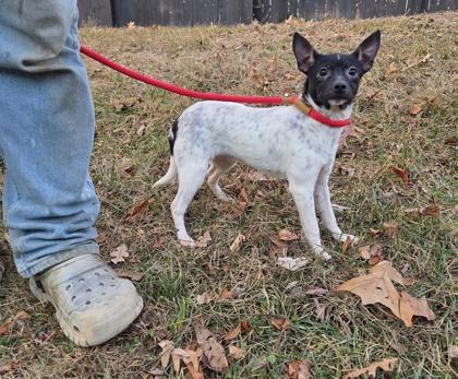 Octavia, Adoptable, Puppy Female Rat Terrier.