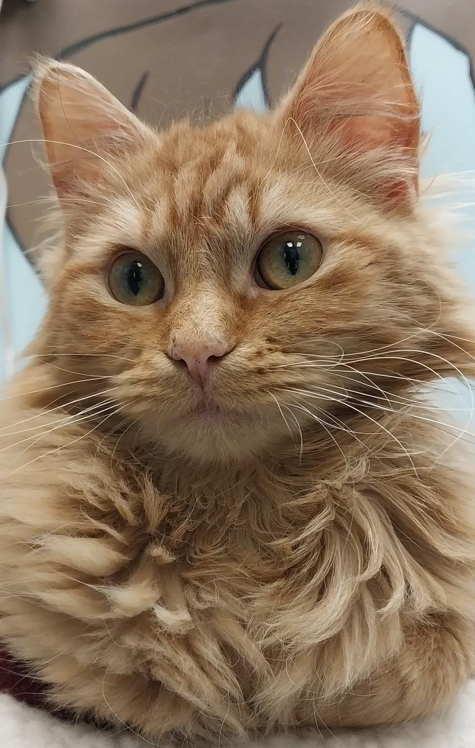 Enlarge Rowan, a ADOPTABLE Domestic Long Hair in Washburn, WI image 2/2