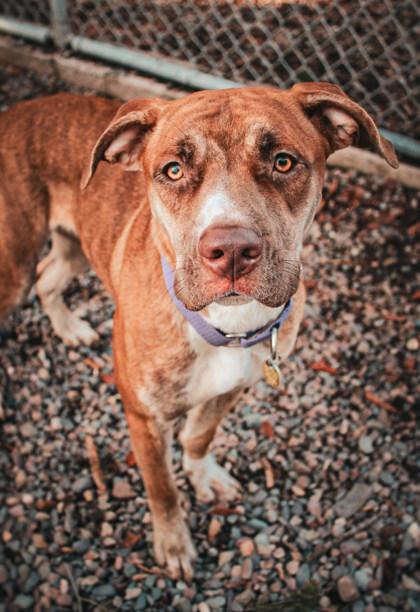 Enlarge Betty , a ADOPTABLE Mixed Breed in Missoula, MT image 2/2