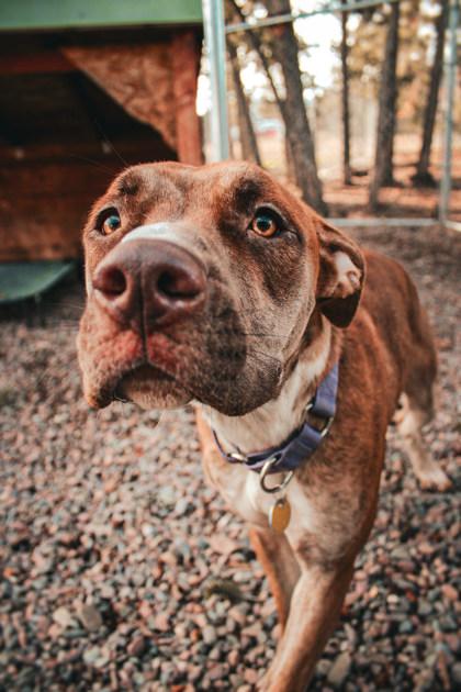 Betty , ADOPTABLE, Adult Female Mixed Breed.
