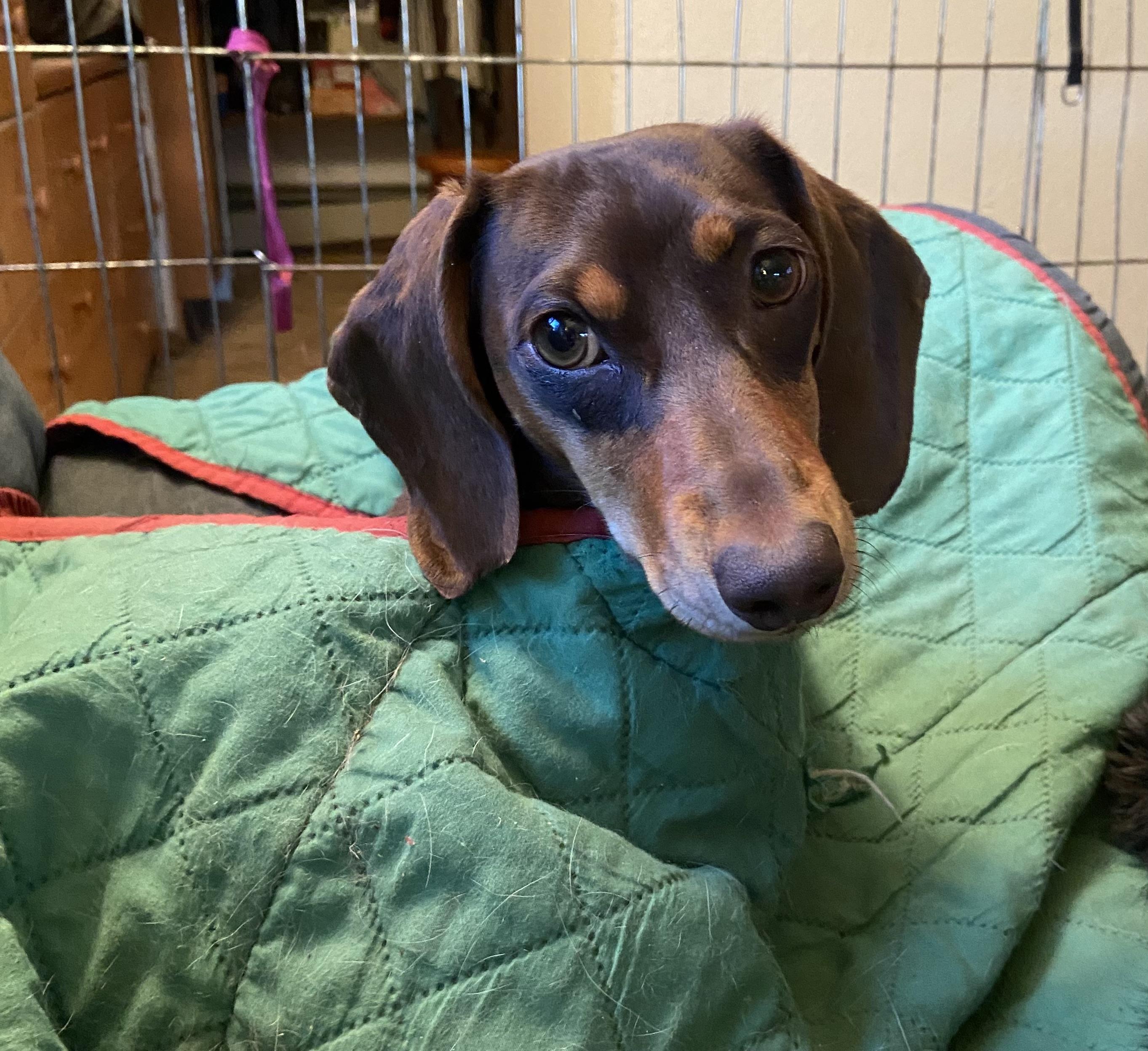 Enlarge Henry, a Adopted Dachshund in Anchorage, AK image 3/3