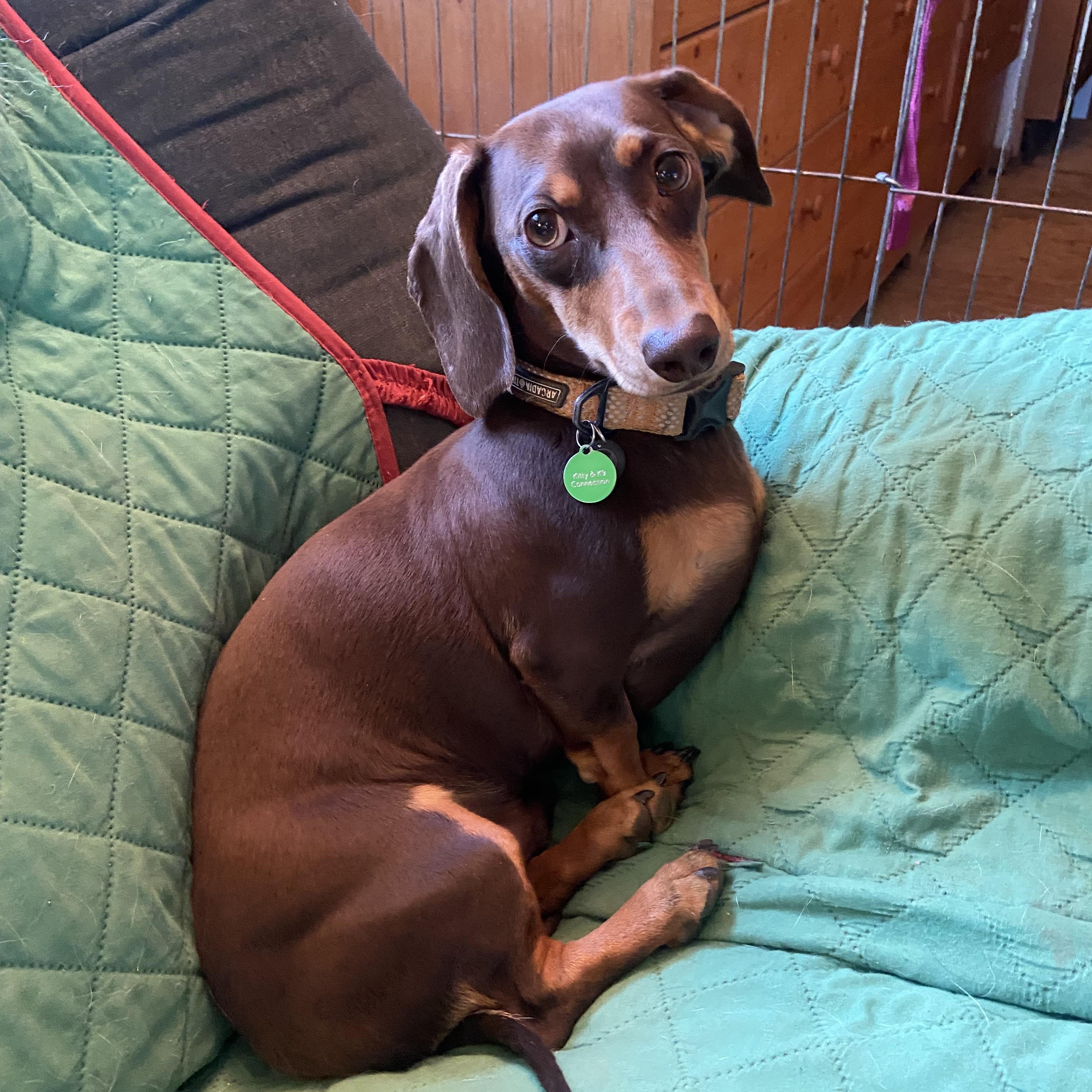 Henry, Adopted, Young Male Dachshund.