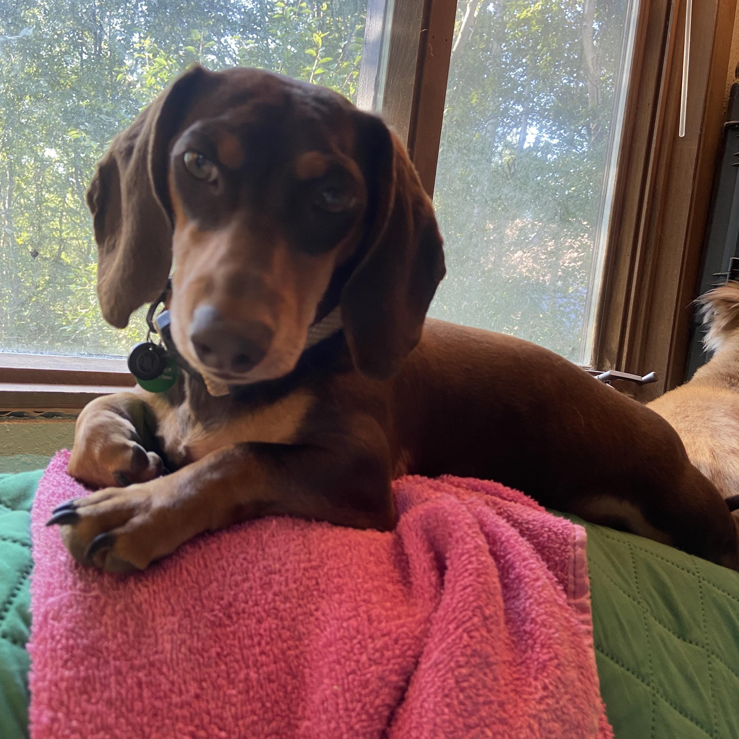 Enlarge Henry, a Adopted Dachshund in Anchorage, AK image 2/3