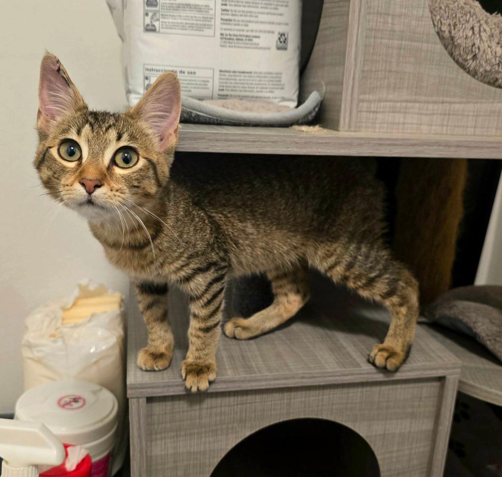 Susie Q, a Adoptable mixed breed in Miami, OK image 1/4