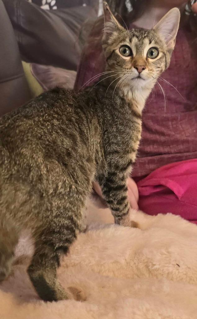 Susie Q, a Adoptable mixed breed in Miami, OK image 2/4