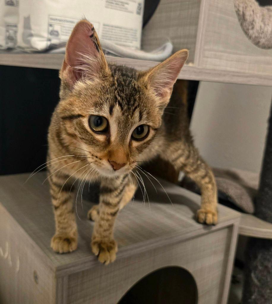 Susie Q, a Adoptable mixed breed in Miami, OK image 3/4