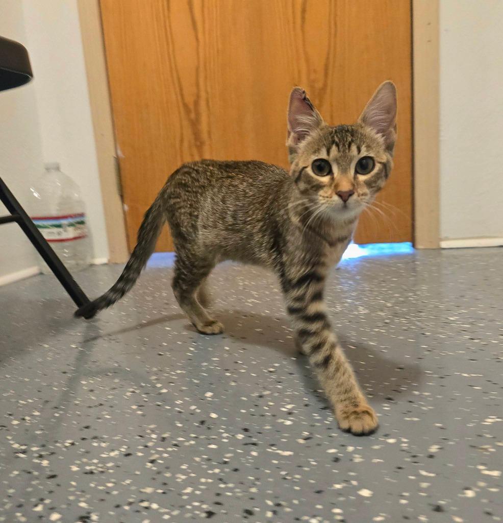 Susie Q, a Adoptable mixed breed in Miami, OK image 4/4