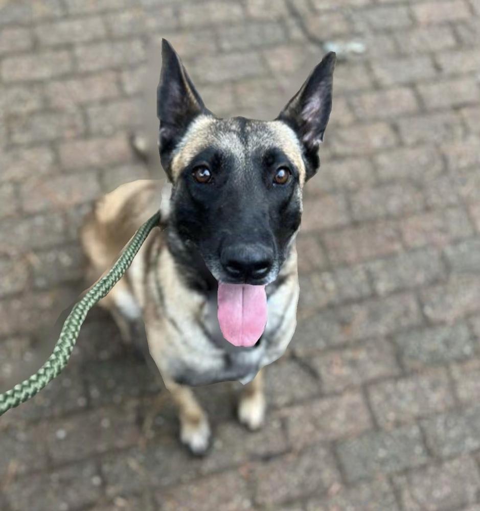 Samgirl, Adoptable, Adult Female Belgian Shepherd / Malinois.