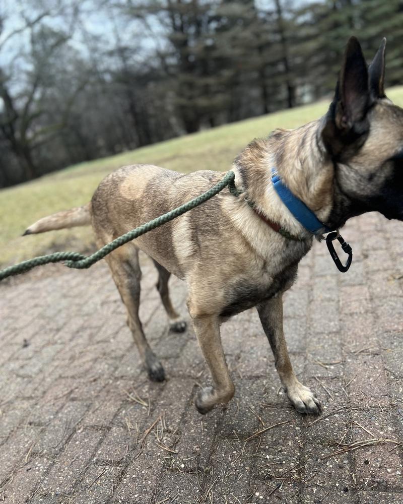 Samgirl, Adoptable, Adult Female Belgian Shepherd / Malinois.