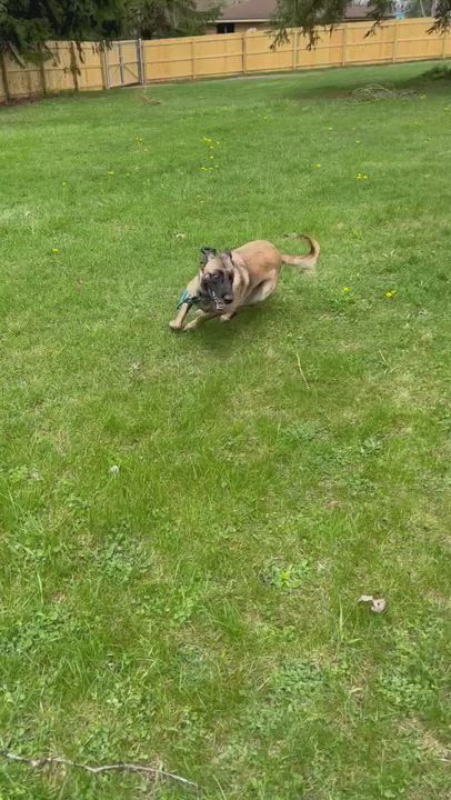 Enlarge Samgirl, a Adoptable mixed breed in Plymouth, MI video 3/3