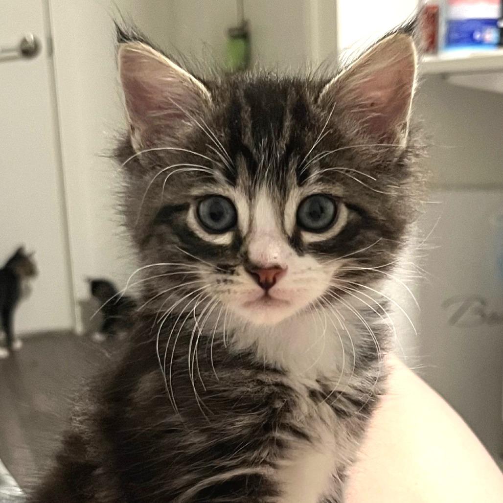 Enlarge Abby, a Adoptable Domestic Medium Hair in Washougal, WA image 1/3