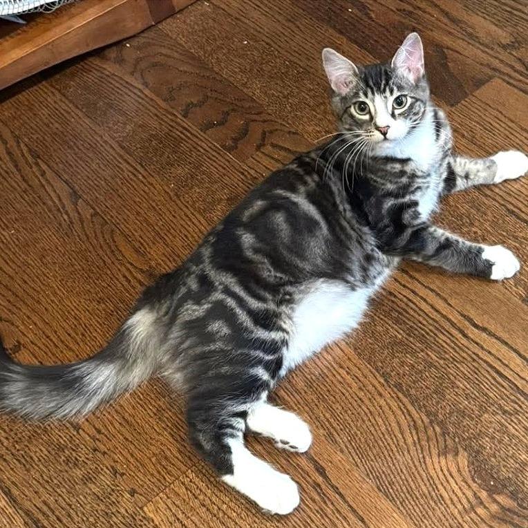 Enlarge Abby, a Adoptable Domestic Medium Hair in Washougal, WA image 2/3