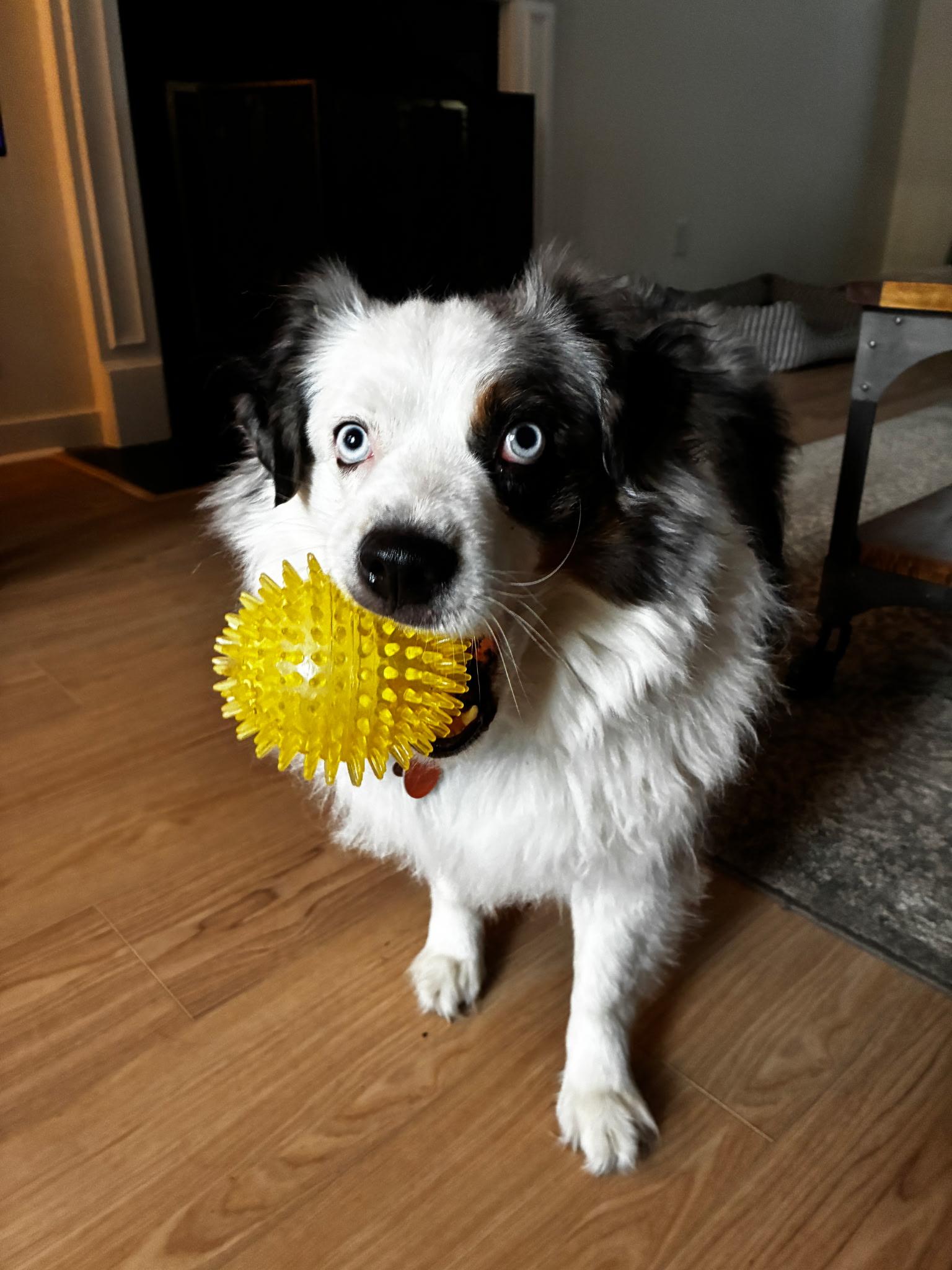 Milo, a ADOPTABLE Australian Shepherd in Alexandria, VA image 2/6